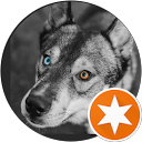 Lau Castagnus profile picture